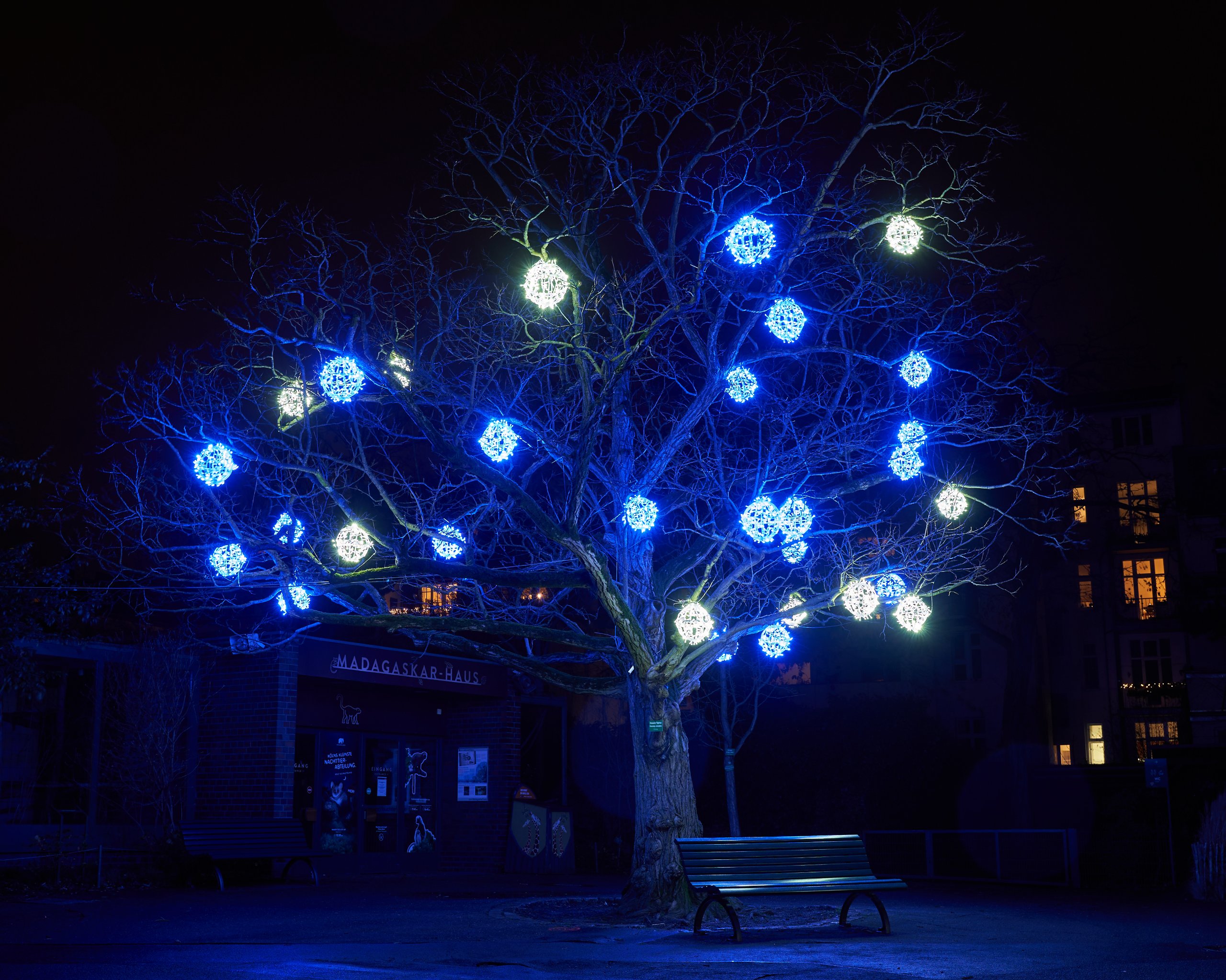 2024 01 03 Köln Zoo China Lights 1124